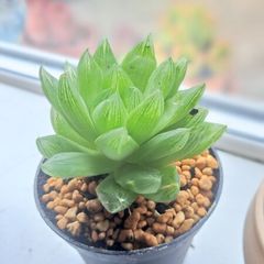 Succulent plant _Haworthia cooperi