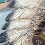 Native American Indian Chief Image 7