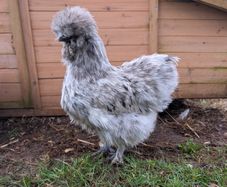 silkie hatching eggs
