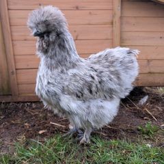 silkie hatching eggs