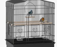 Birds Cage