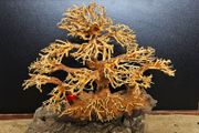 Bonsai Tree Large