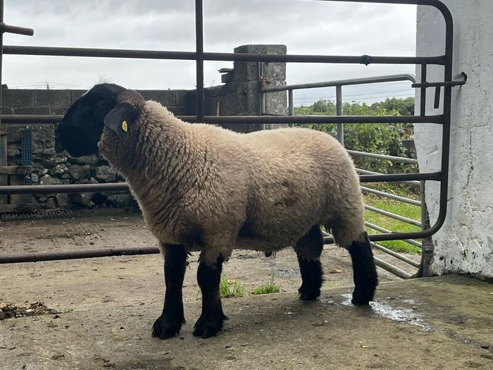 Pedigree Suffolk rams for sale