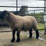 Suffolk rams for sale Image 3
