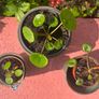 Chinese Money Plants Image 4