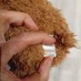 Little Reindeer Jellycat Image 4