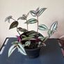 Plant Image 2