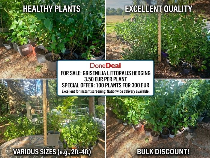 Potted Griselin Hedging - Potted x100