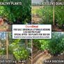 Potted Griselin Hedging - Potted x100 Image 2