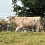 Bull Image 4