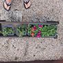 Garden Planter Image 4