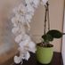 plantlady