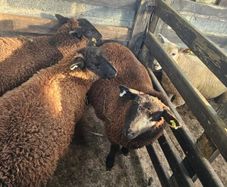 Ewe lambs