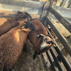 Ewe lambs