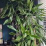 Yucca houseplant Image 10