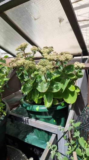 plants