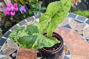 Syngonium Mojito Mottled - house plant - indoor plant