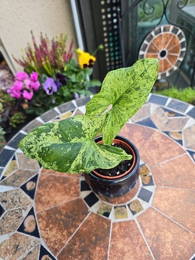 Syngonium Mojito Mottled - house plant - indoor plant