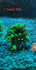 toxic green blochy hammer coral