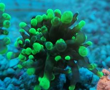 toxic green blochy hammer coral