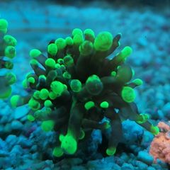 toxic green blochy hammer coral