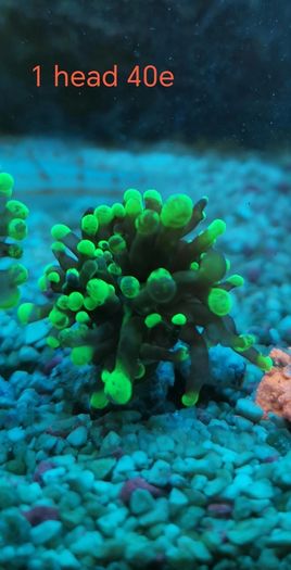 toxic green blochy hammer coral