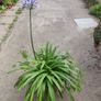XXL Agapanthus africanus umbellatus Blue plant in the plastic pot Image 3