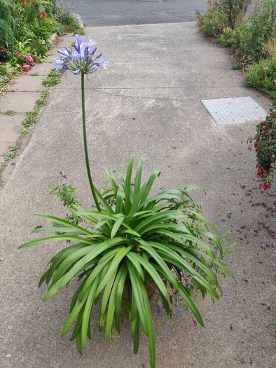 XXL Agapanthus africanus umbellatus Blue plant in the plastic pot