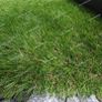 New HIGH Quality Artificial Grass Image 4