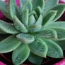 Succulent Image 2