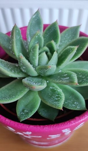 Succulent