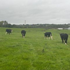 Hereford Bullocks - Forward Stores