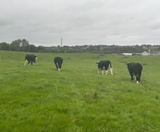 Hereford Bullocks - Forward Stores