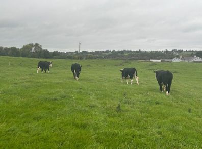Hereford Bullocks - Forward Stores