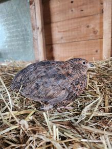 Rooster & Cock quail
