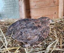 Rooster & Cock quail
