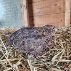 Rooster & Cock quail