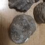 fossils - potentially hundreds of millions of years old Image 2