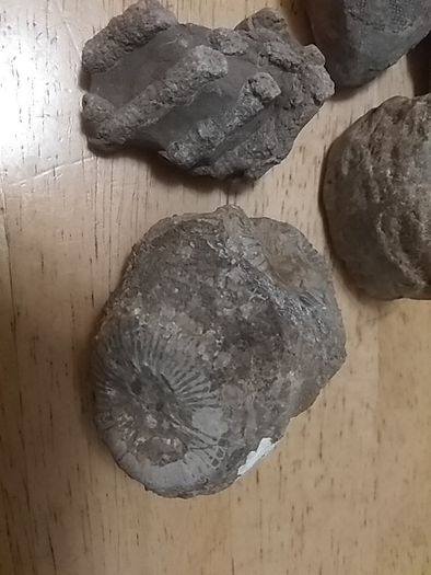 fossils - potentially hundreds of millions of years old