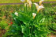 Giant Calla Lily