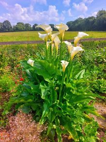 Giant Calla Lily