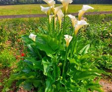 Giant Calla Lily