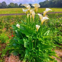 Giant Calla Lily