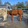 Cow makers castlerea mart Image 7