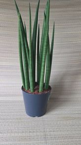 Sansevieria