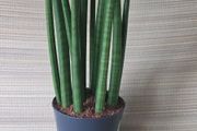 Sansevieria