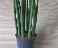 Sansevieria
