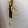 Philodendron Jose Buono Image 8