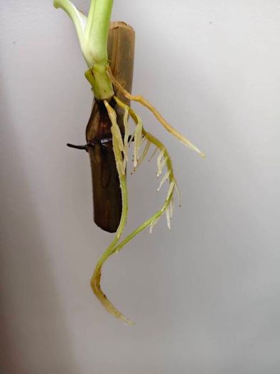 Philodendron Jose Buono