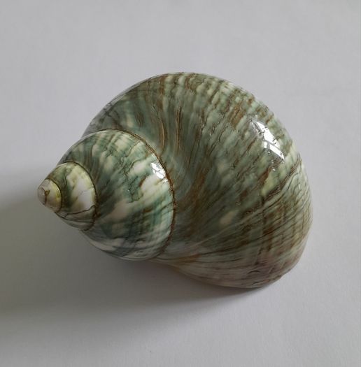 Polished -  'Jade Turbo' -  Shell